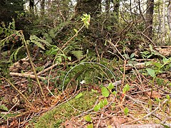 亜高山帯針葉樹林の林下の湿ったコケむす場所に生育する。