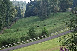 Okcidenta Virginia Ŝtata Faŭno-Centro - Bison.jpg