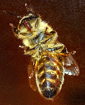 Le langage des abeilles dans ABEILLES 170px-Western_honeybee_bottom_%28aka%29