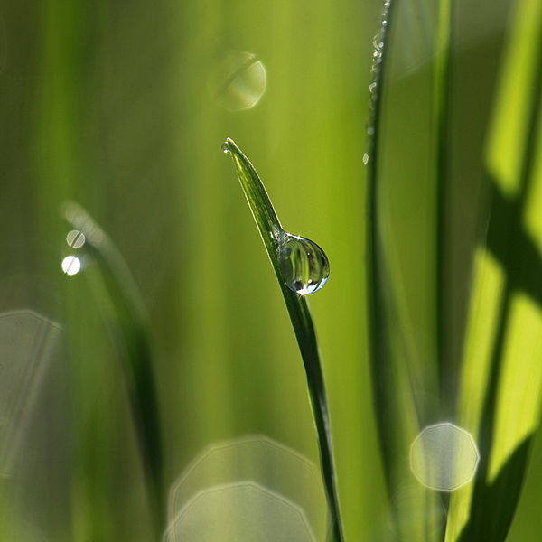 File:Wet blade of grass.jpg