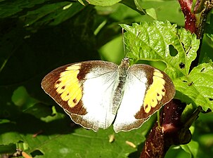 Dorsal view (female)