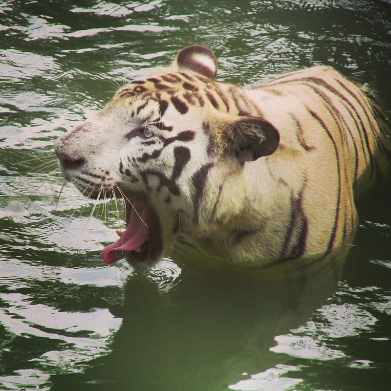 White Tiger 800px-White_Tiger.jp