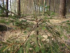 Désorganisation de la poussée d'un jeune sapin blanc après abroutissement.