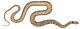 Xenochrophis piscator 1 Hardwicke white background.jpg