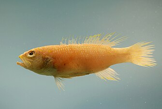 Kanic žlutoocasý (Bathyanthias mexicanus), podčeleď Epinephelinae