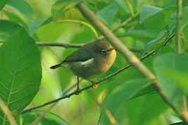 Saotomébrilvogel