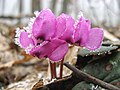 Cyclamen coum var. kuznetzovii en Crimée.