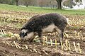 Schwalbenbäuchiges Mangalica Schwein