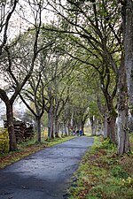 Naturdenkmal Marienallee, Dahlem