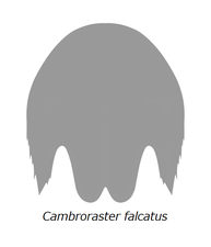 Cambroraster falcatus (H-element) カンブロラスター・ファルカトゥス（背側の甲皮）
