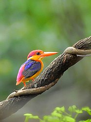 Oriental dwarf kingfisher