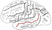 Superior temporal sulcus 250px-Gray726-STS.png