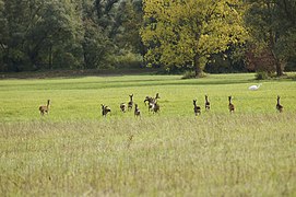 Rehe in der Aue des Flusses