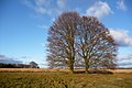 Two beeches in the park