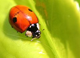 Dvitaškė adalija (Adalia bipunctata)