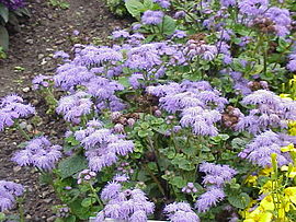 Ageratum houstonianum