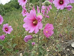 Alcea cetosa