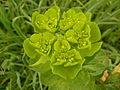 Flor verde amarillenta