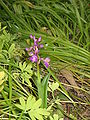 Anacamptis morio