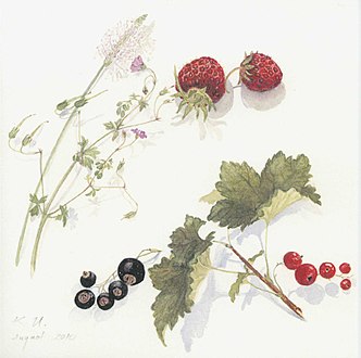 Aquarellstudie mit Erdbeeren (2010)