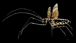 Kumbang jenis jantan - Beauchene technique