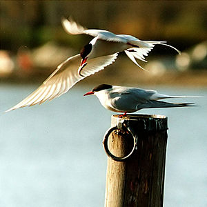 Arctic Terns migrate to Baffin Island every spring