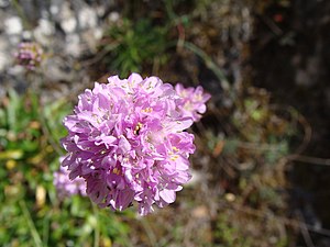 Armeria rothmaleri