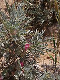 Miniatura para Astragalus bethlehemiticus