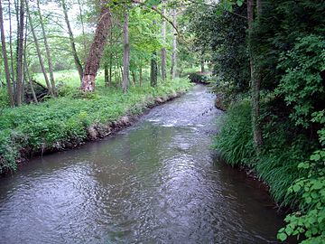 Photographie de l'Aune à Luché-Pringé.