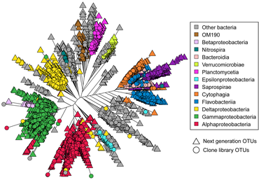 Phylogenetic tree representing bacterial OTUs from clone libraries and next-generation sequencing. OTUs from next-generation sequencing are displayed if the OTU contained more than two sequences in the unrarefied OTU table (3626 OTUs). Bacterial OTUs from clone libraries and next-generation sequencing.png