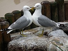 Two seagulls that appear to be exhibiting affection Balzende Sturmmowen.JPG