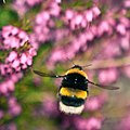 Bee -Ireland-8.jpg