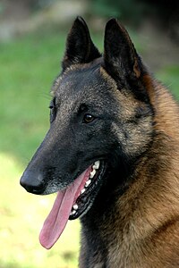 Belgian Dog Malinois