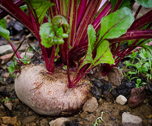 Beta Vulgaris, beet,