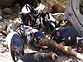 Tasmanische <s>Engel</s> Teufel (Sarcophilus harrisii) gemütlich beim Lunch (möglicherweise ein Rotnackenwallaby), Knigge-Benimmregeln strickt einhaltend