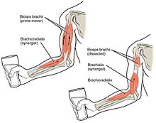 The biceps brachii flex the lower arm. The brachioradialis, in the forearm, and brachialis, located deep to the biceps in the upper arm, are both synergists that aid in this motion. Biceps Muscle CNX.jpg