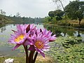 Blue lotus in the lake