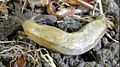 Slug under minibeast trapdoor, Arion fasciatus.