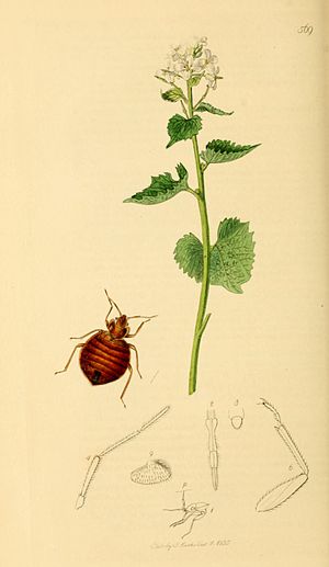 English: Cimex lectularius the Bed-bug