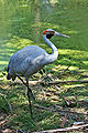 Brolga