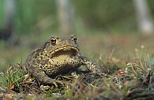 The common toad, Bufo bufo described by Linnaeus, is the type species for the genus Bufo Bufo bufo (Marek Szczepanek).jpg