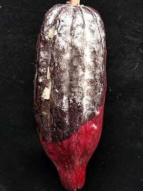 Image illustrative de l’article Pourriture brune des cabosses du cacaoyer