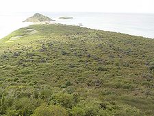 Une forêt tropophile (Porto Rico)