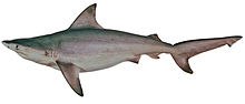 Miniatura Carcharhinus amboinensis