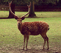 Cervus nippon hortulorum