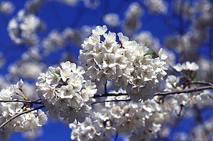 Cherry blossoms (sakura), often simply called ...