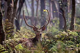 Chital at Chitwan National Park, Nepal. Photograph: Aditya Pal