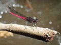 Miniatura para Chlorocypha