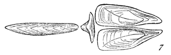 Accessary valves of a Pholas.