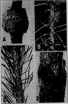 Материалы Ботанической лаборатории, т. 12 (1934) (20065769024) .jpg